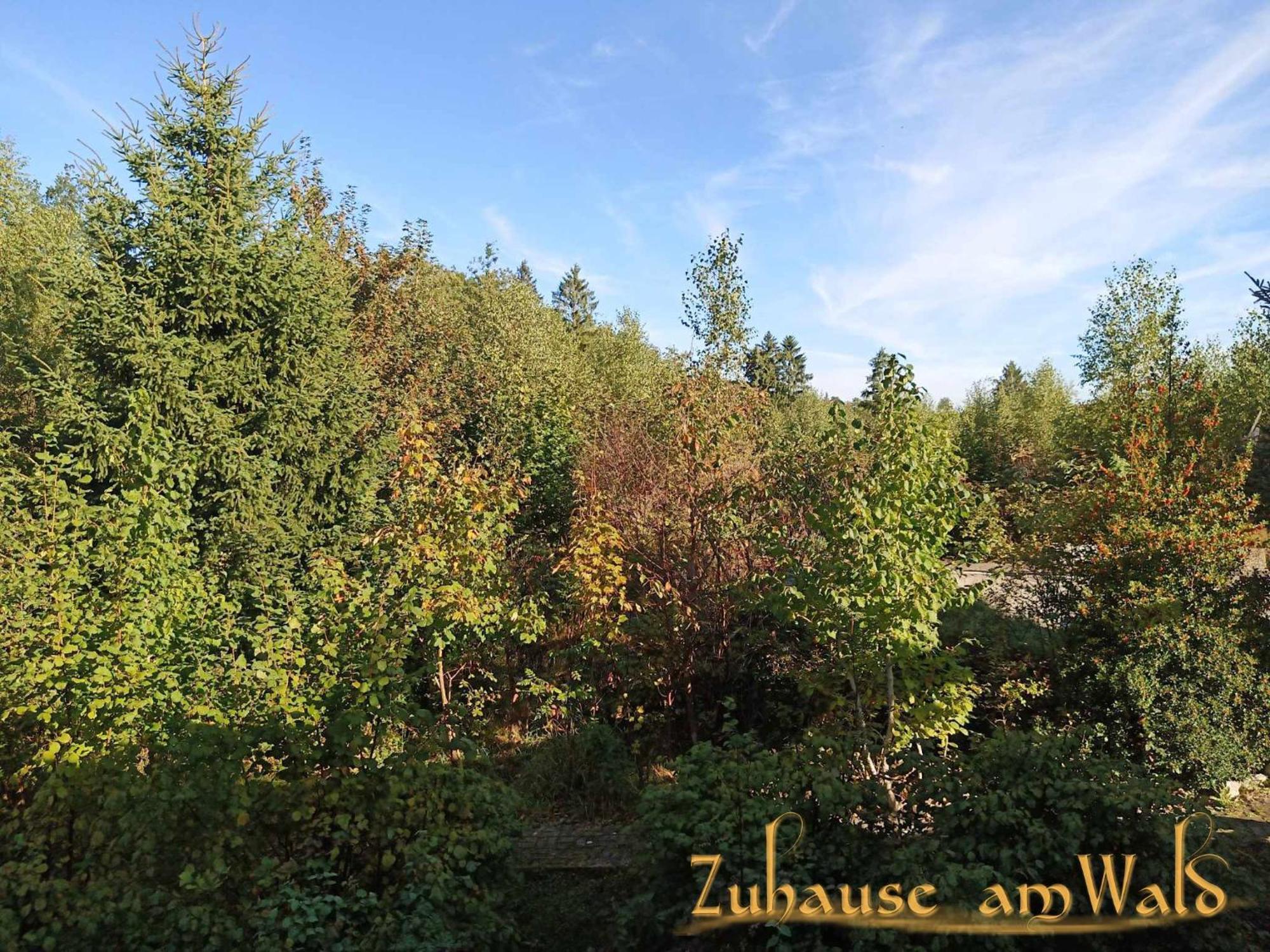 Zuhause Am Wald Apartamento Brilon Exterior foto